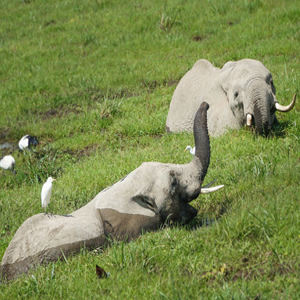 Amboseli Camping Safari