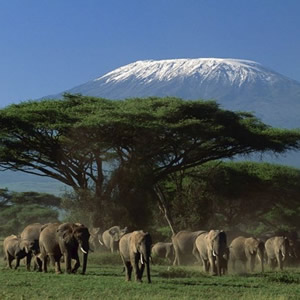 Amboseli Lodge Safari