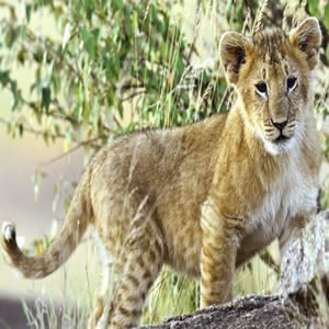 Bespoke Tours