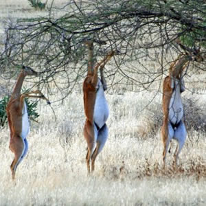 Best Budget Camping Safari