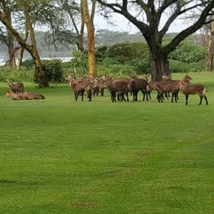 Best Kenya Budget Safari