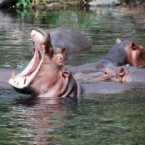 Best Kenya Camping Safari