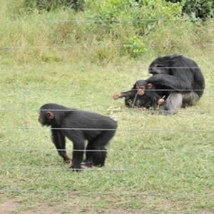 Best Kenya Lodge Safari