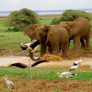 Best Tanzania Budget Safari