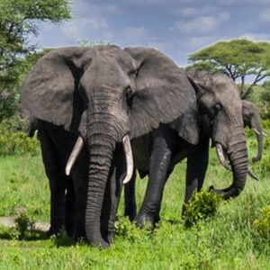 Best Tanzania Luxury Safari
