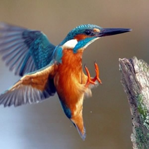 Kenya Bird Watching Safari