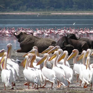 Kenya Camping Safari
