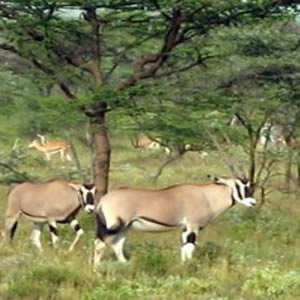 Kenya Luxury Safari