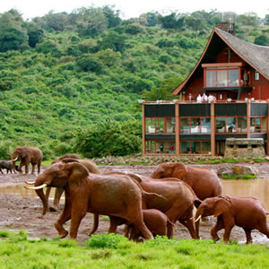 Kenya Safari Package