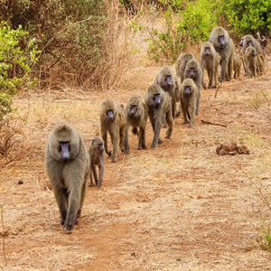 Kenya & Tanzania Camping Safari