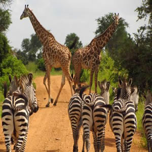 Kenya & Tanzania Lodge Safari