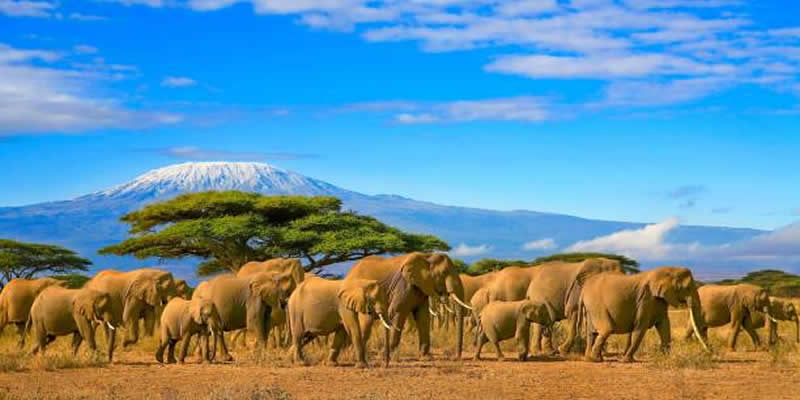 Kenya & Tanzania Safaris