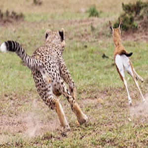 Lodge Luxury Safari