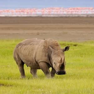 Luxury Lodge Safari