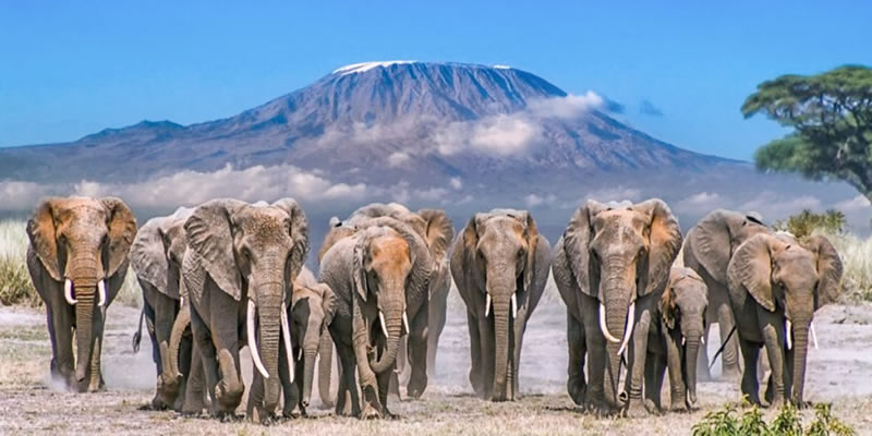 Mombasa Safaris