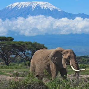 Mombasa Safaris