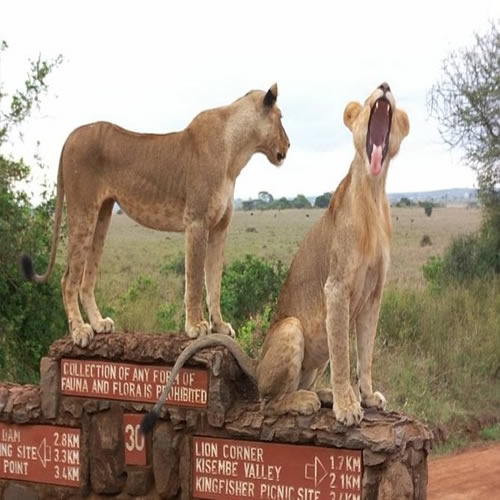Nairobi National Park