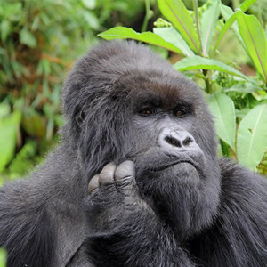 Rwanda Gorilla Trekking Safari
