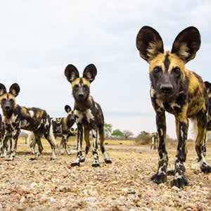 Southern Tanzania Safaris