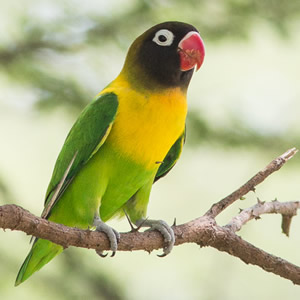 Tanzania Bird Watching Safari