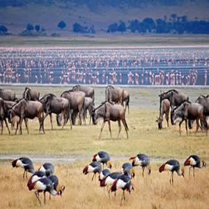 Tanzania Camping Safaris