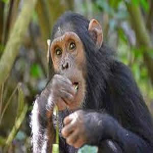 Tanzania Chimpanzee Tracking Safari