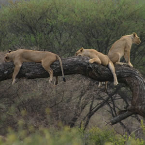 Tanzania Lodge Safari