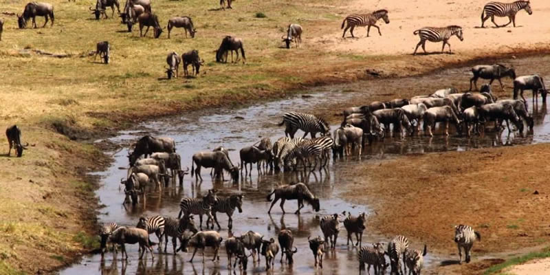 Tanzania Lodge Safaris
