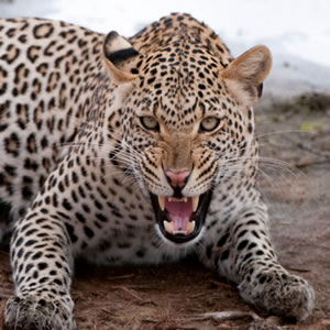 Tanzania Lodge Safaris
