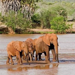 Tsavo East Day Trip
