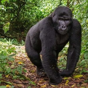 Uganda Gorilla Trekking Safari