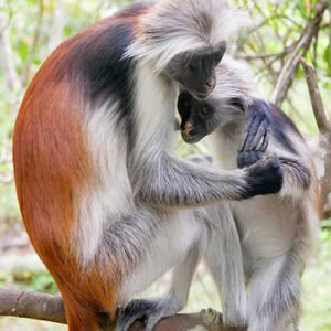 Uganda Primate Safari