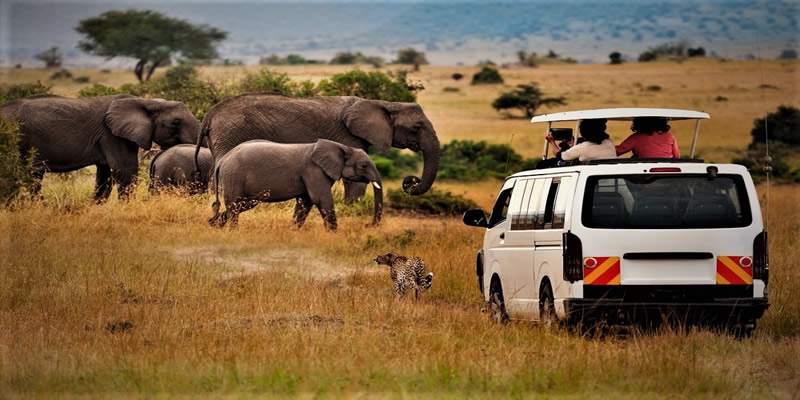 Best Budget Camping Safari