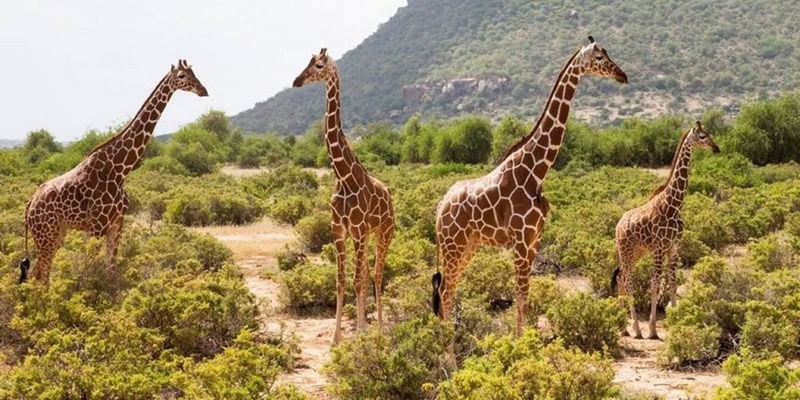 Best Kenya Budget Safari