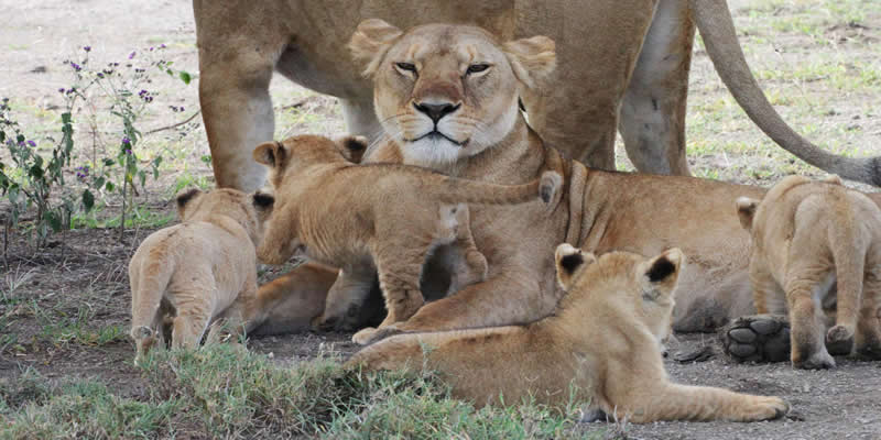Best Tanzania Luxury Package