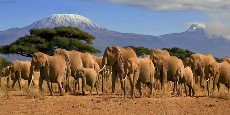 Kenya & Tanzania Luxury Safari