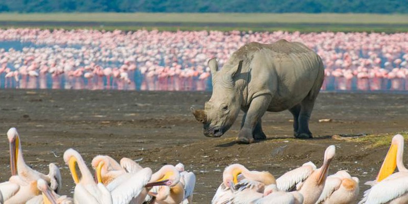 Kenya Camping Safari
