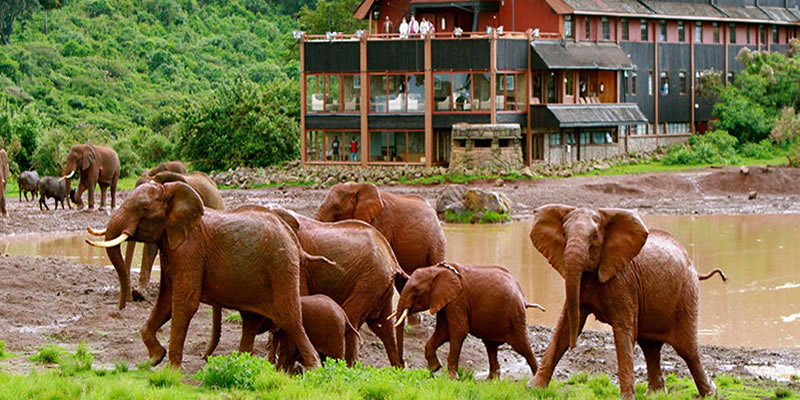 Kenya Safari Package