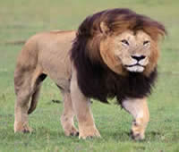 Masai Mara Camping Safari