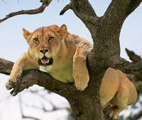 Tanzania Budget Safari