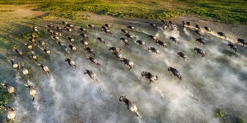 Wildebeest Migration Safari