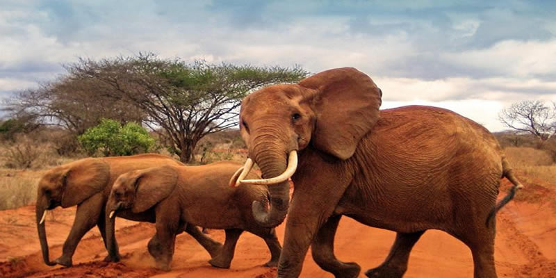 Mombasa Budget Safari