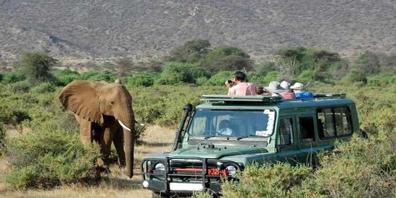 Mombasa Lodge Safari