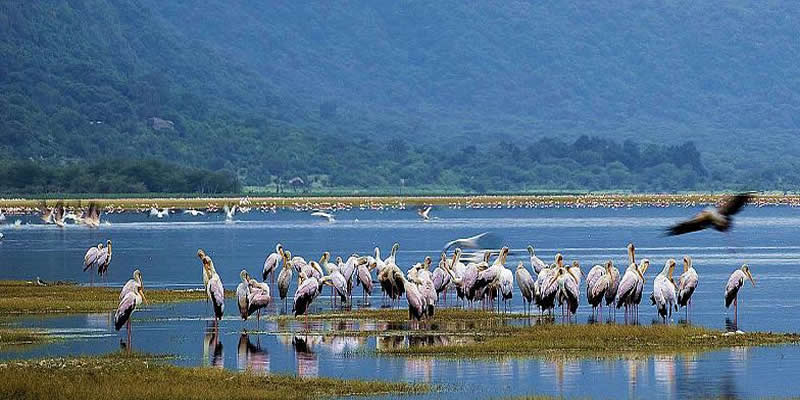 Tanzania Budget Safari