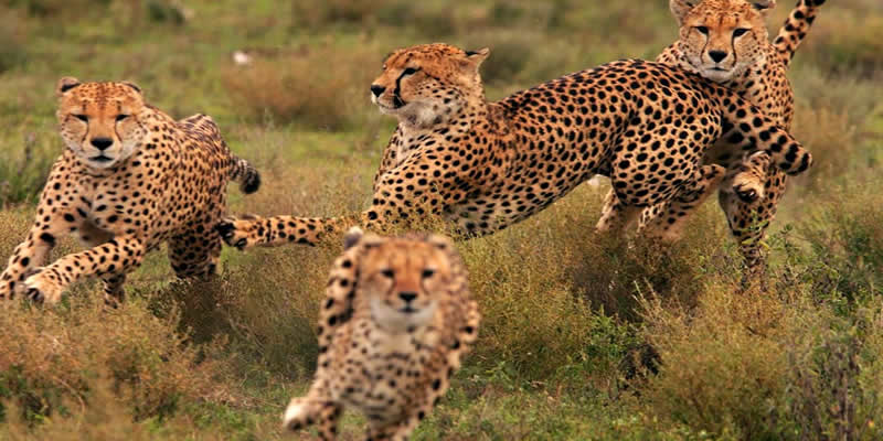 Tanzania Lodge Safari