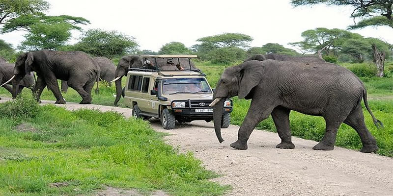 Tanzania Luxury Safari