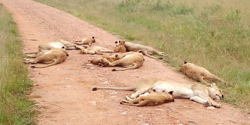 Tsavo East Lodge Safari
