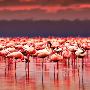 Lake Nakuru Day Trip