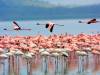 Lake Nakuru